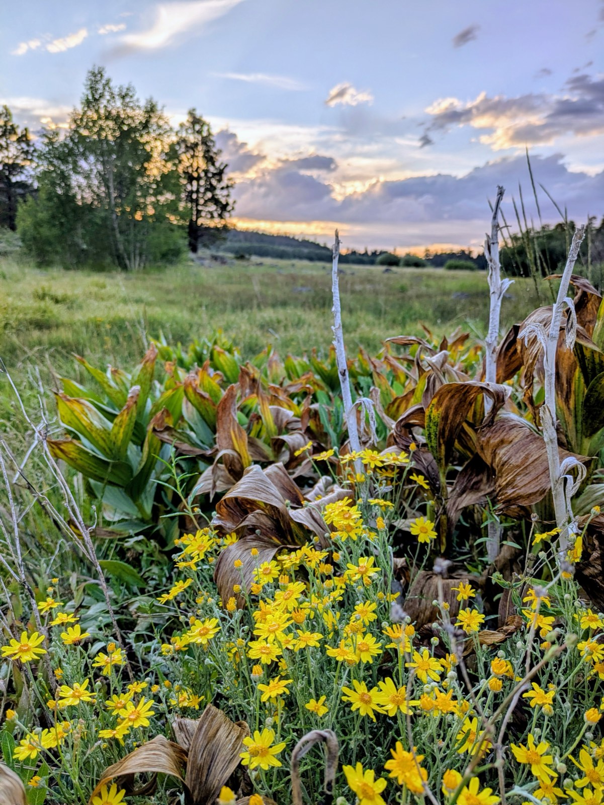 Yellow wildflowers blooming in a meadow at dusk